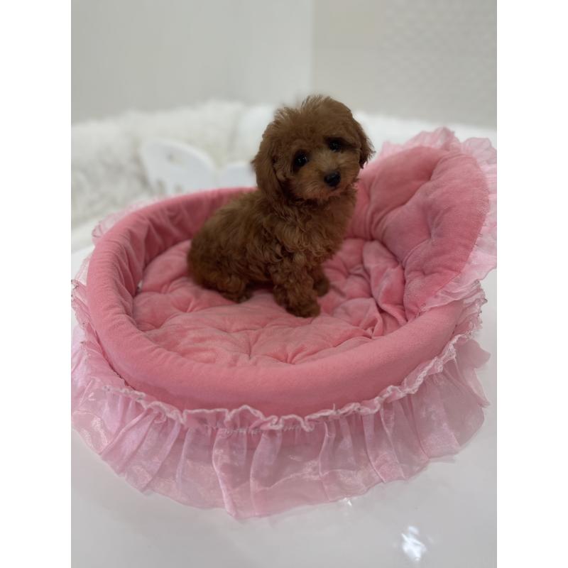 販売中の山梨県のティーカッププードル-441224の4枚目