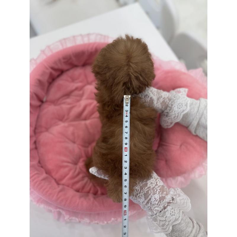 販売中の山梨県のティーカッププードル-441224の3枚目