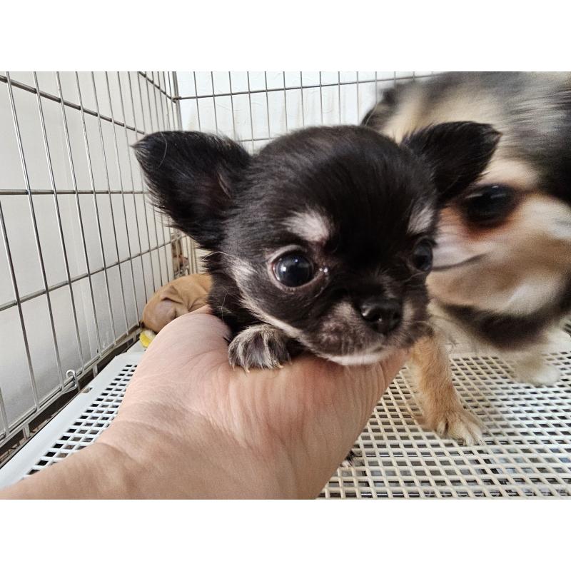 販売中の愛知県のチワワ(ロングコート)-449253