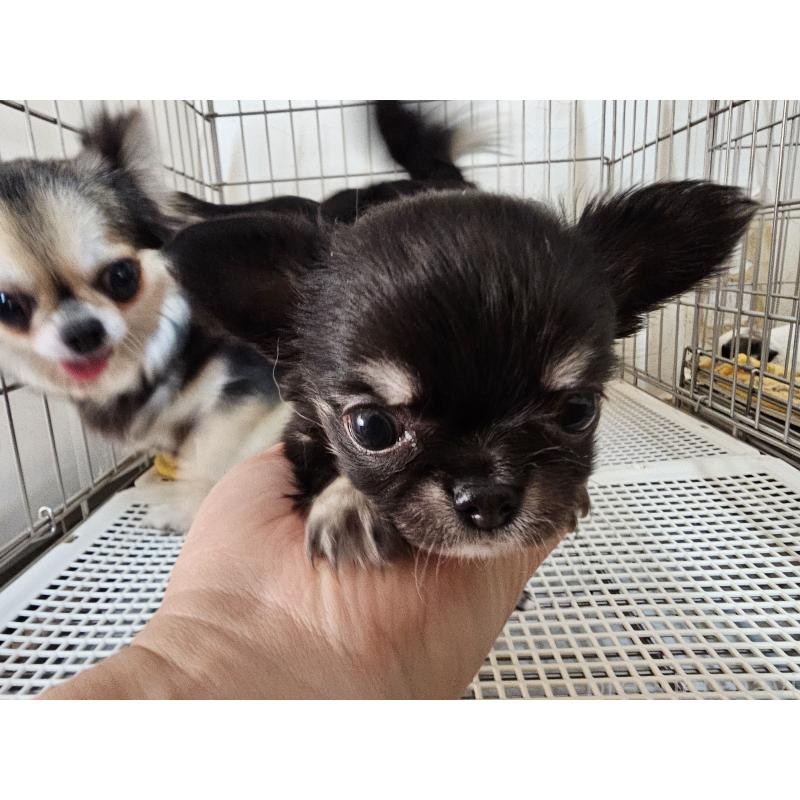 販売中の愛知県のチワワ(ロングコート)-449253の8枚目