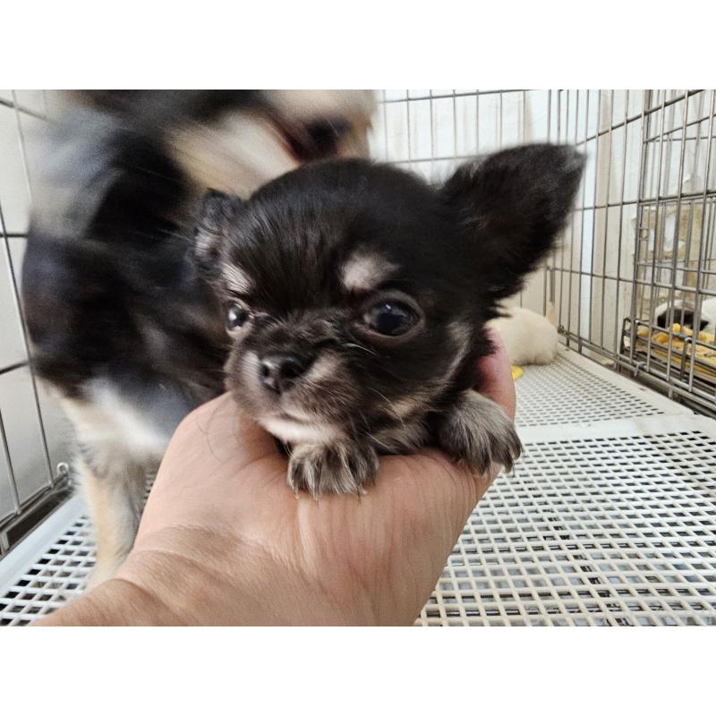 販売中の愛知県のチワワ(ロングコート)-449253の6枚目