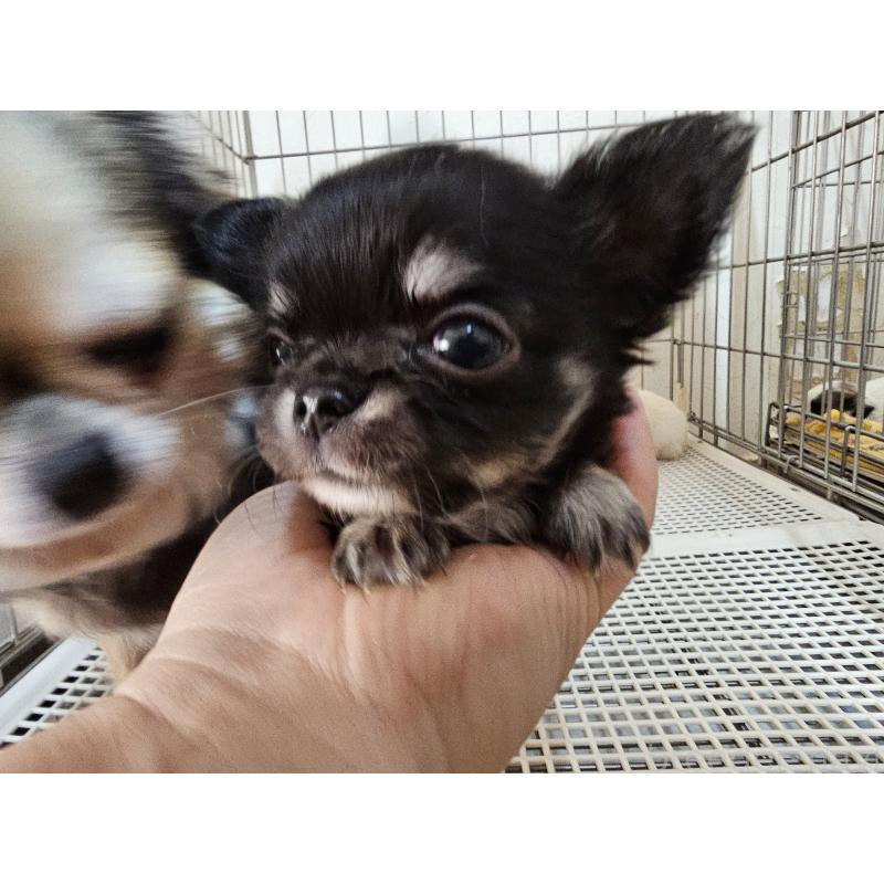 販売中の愛知県のチワワ(ロングコート)-449253の5枚目