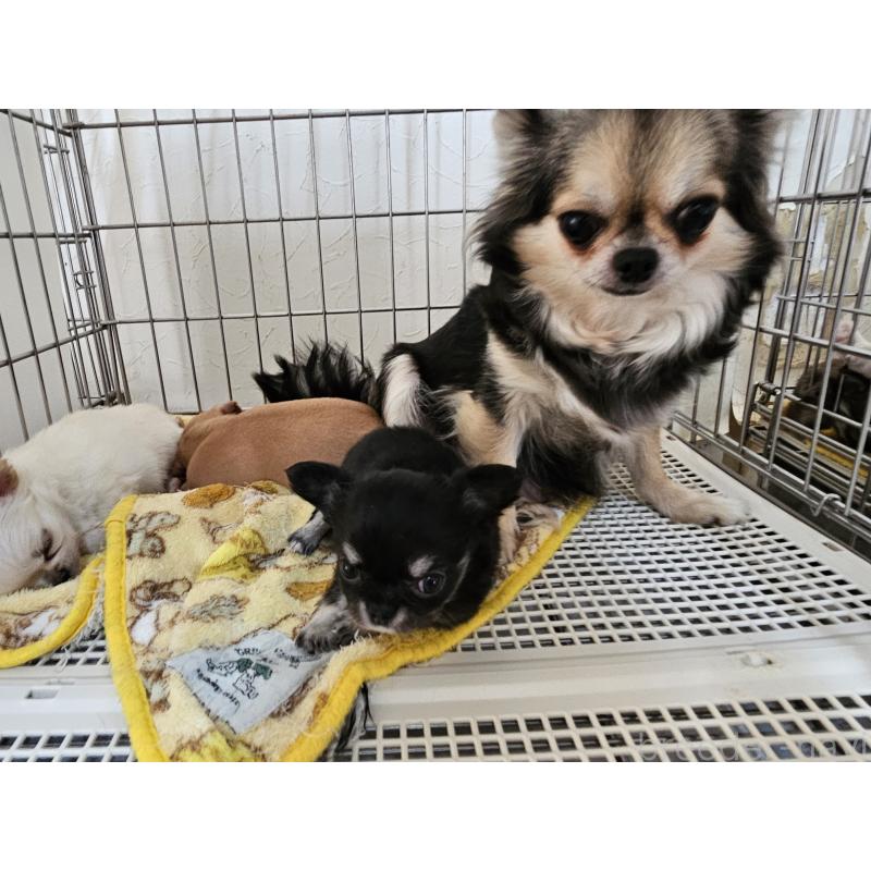 販売中の愛知県のチワワ(ロングコート)-449253の4枚目