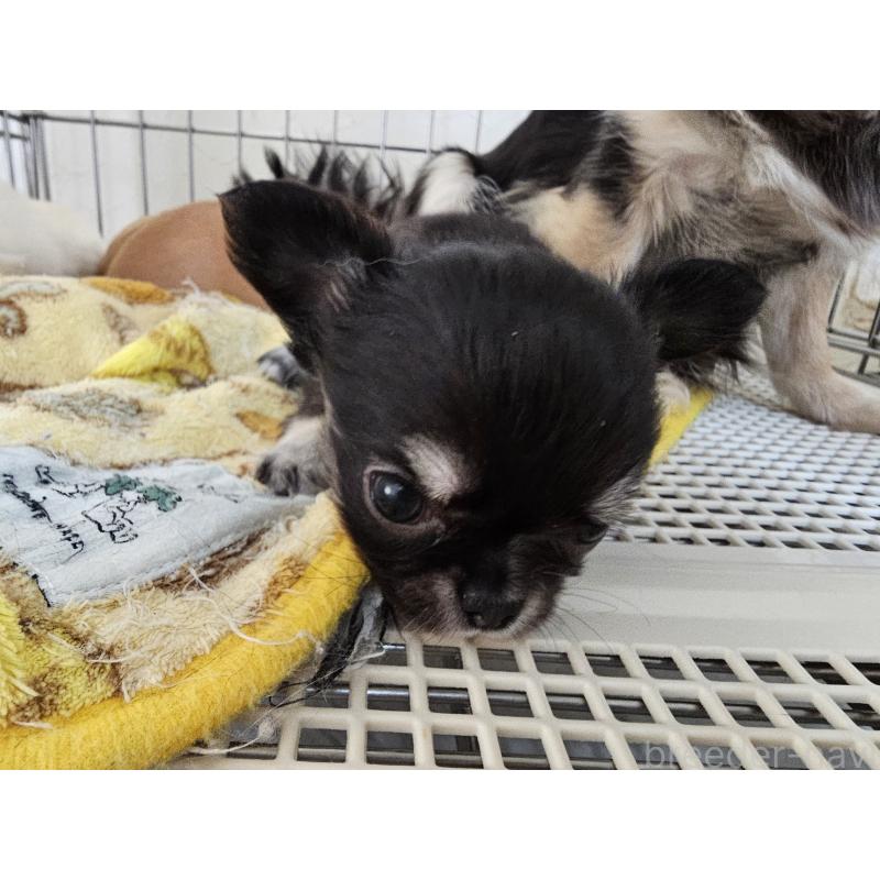 販売中の愛知県のチワワ(ロングコート)-449253の3枚目