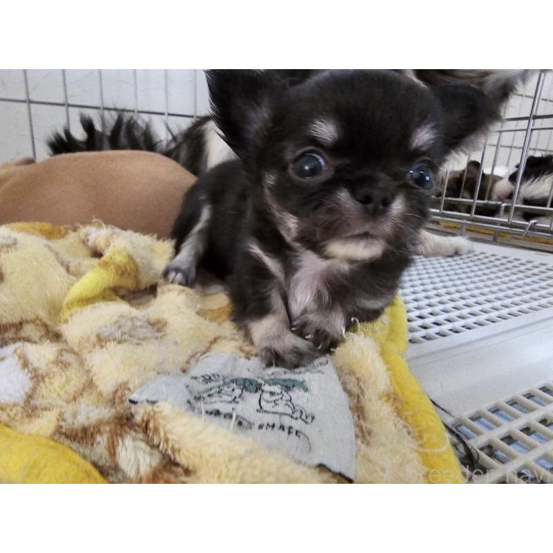 販売中の愛知県のチワワ(ロングコート)-449253の2枚目