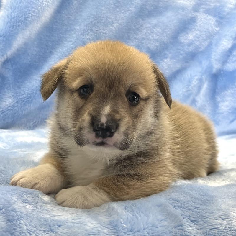 販売中の大阪府のウェルシュコーギーペンブローク-449254の1枚目