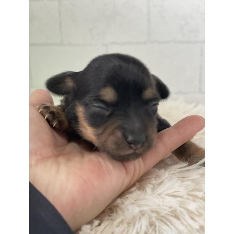 販売中の千葉県のチワックス:チワワ×ミニチュアダックスフンド-449262の2枚目