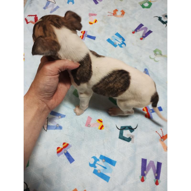 販売中の広島県のウィペット-449251の3枚目