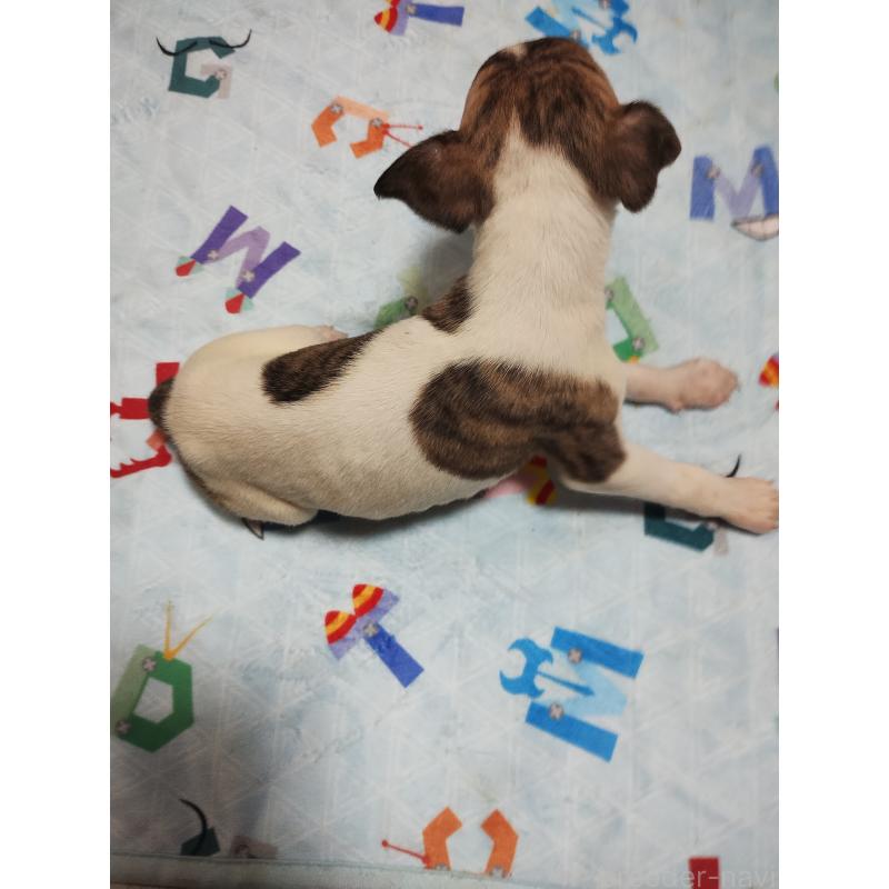 販売中の広島県のウィペット-449251の2枚目