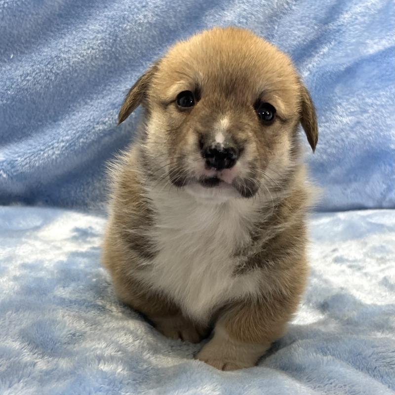 販売中の大阪府のウェルシュコーギーペンブローク-449254の15枚目