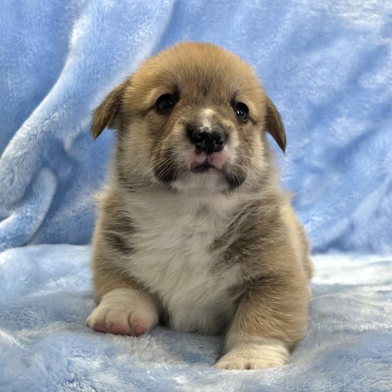 販売中の大阪府のウェルシュコーギーペンブローク-449254の14枚目