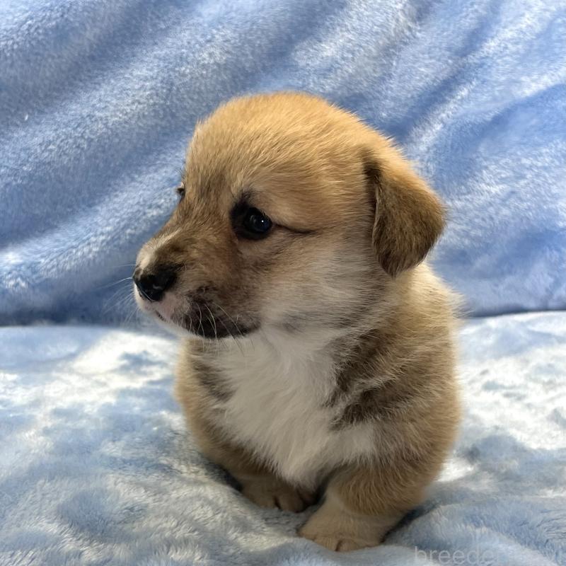 販売中の大阪府のウェルシュコーギーペンブローク-449254の13枚目