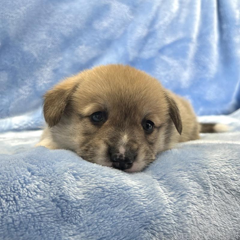 販売中の大阪府のウェルシュコーギーペンブローク-449254の12枚目