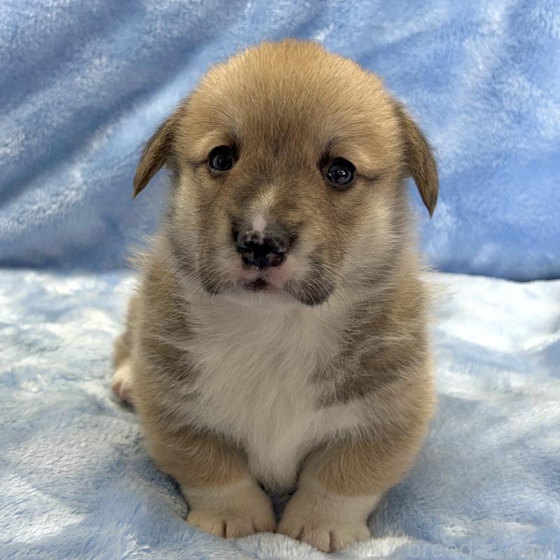 販売中の大阪府のウェルシュコーギーペンブローク-449254の11枚目