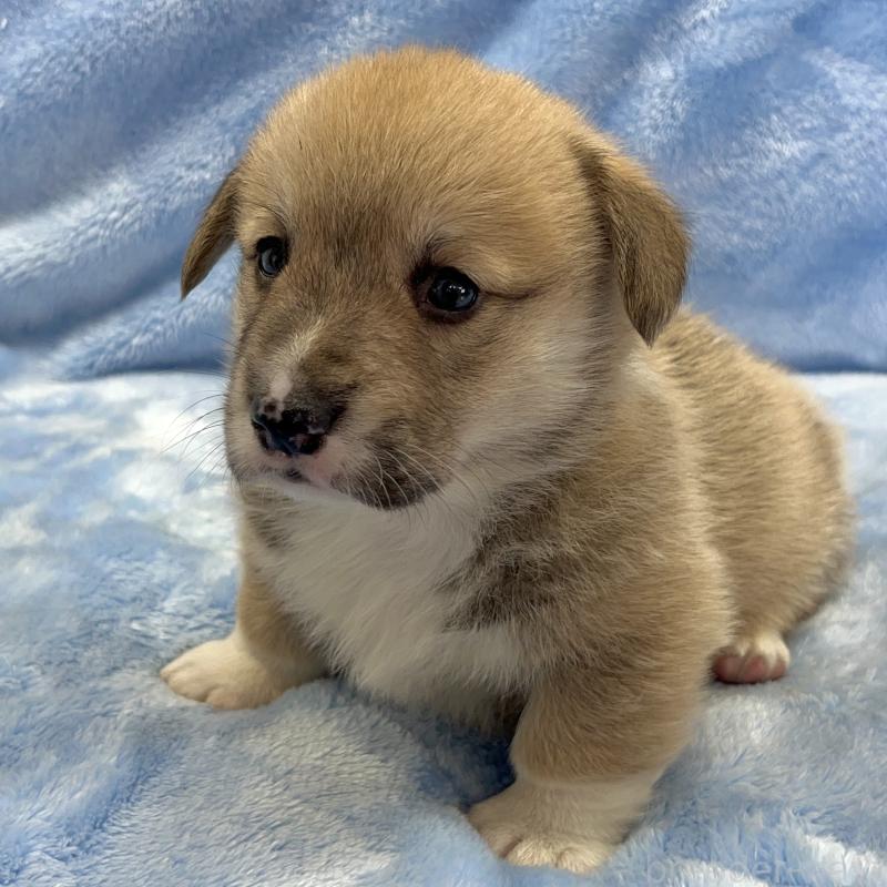 販売中の大阪府のウェルシュコーギーペンブローク-449254の10枚目