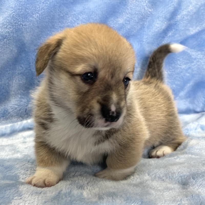 販売中の大阪府のウェルシュコーギーペンブローク-449254の9枚目