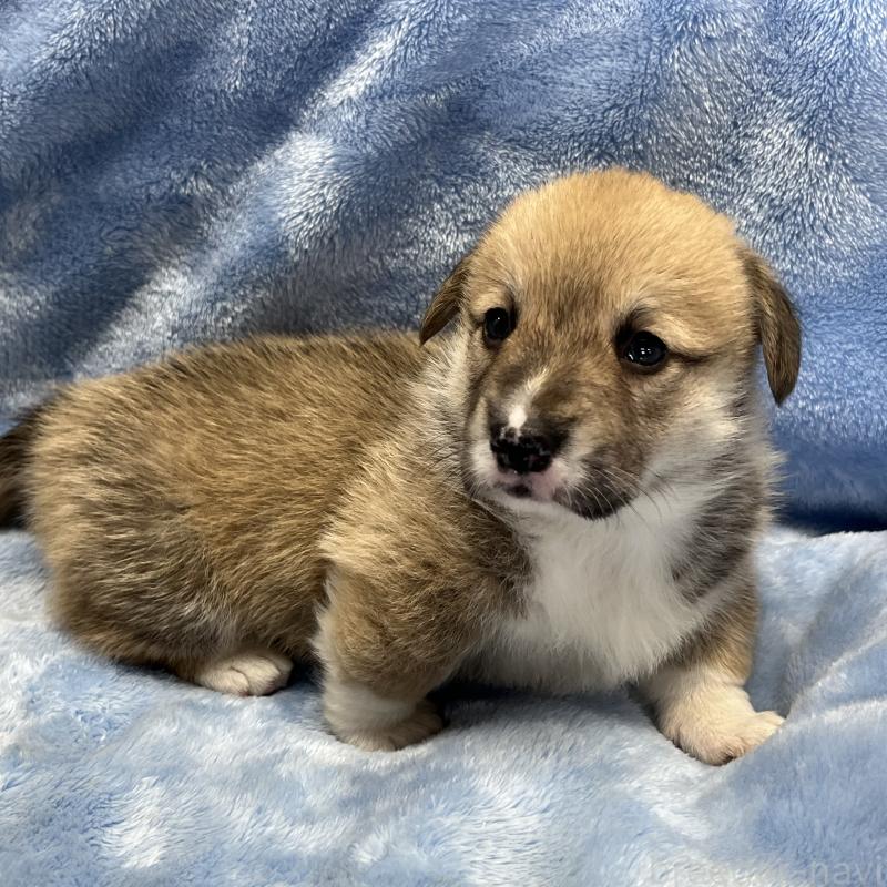 販売中の大阪府のウェルシュコーギーペンブローク-449254の8枚目