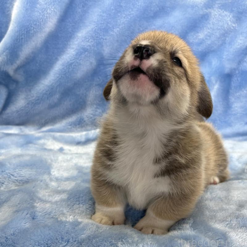 販売中の大阪府のウェルシュコーギーペンブローク-449254の7枚目