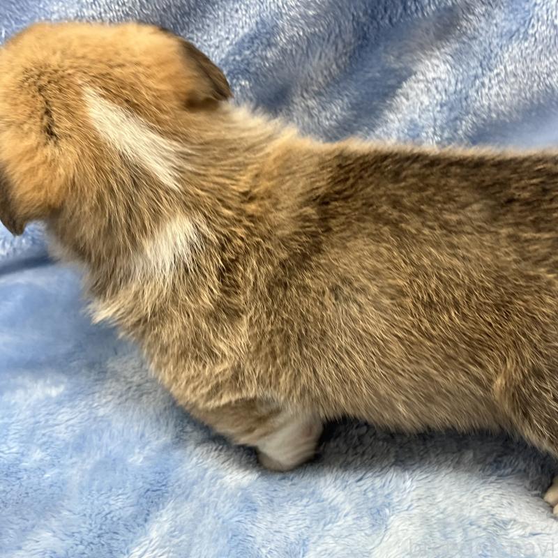 販売中の大阪府のウェルシュコーギーペンブローク-449254の6枚目