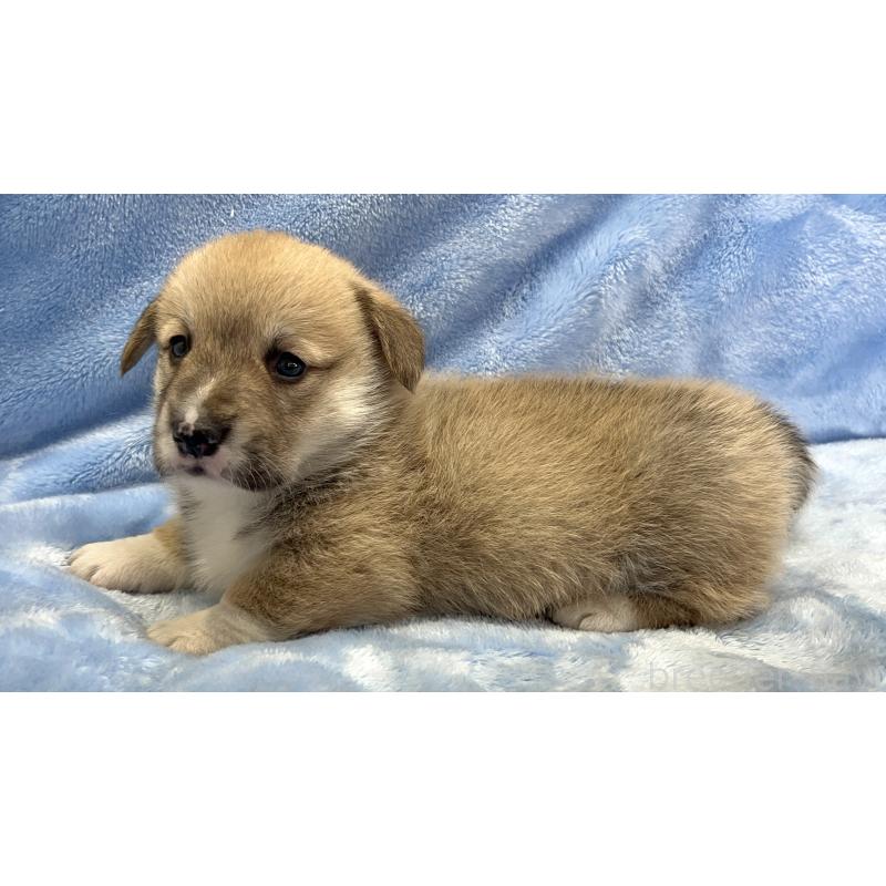 販売中の大阪府のウェルシュコーギーペンブローク-449254の5枚目