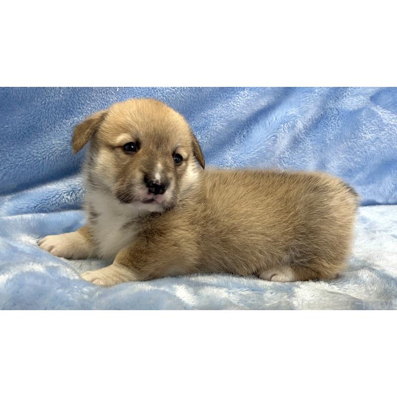 販売中の大阪府のウェルシュコーギーペンブローク-449254の4枚目