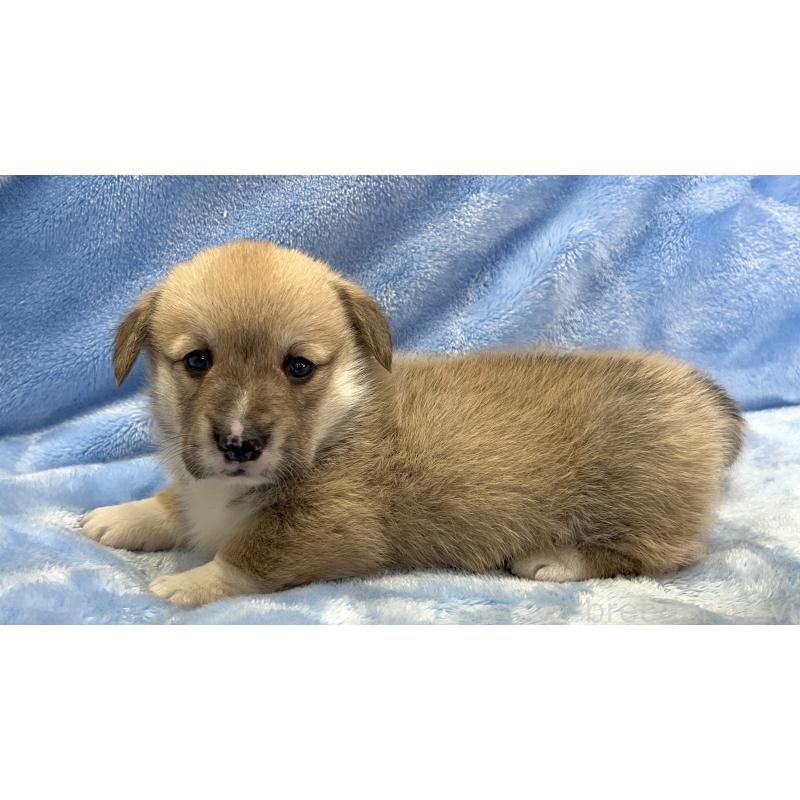 販売中の大阪府のウェルシュコーギーペンブローク-449254の3枚目