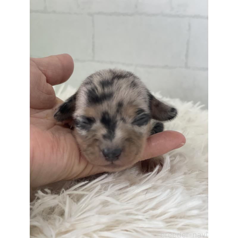 販売中の千葉県のチワックス:チワワ×ミニチュアダックスフンド-449261の2枚目