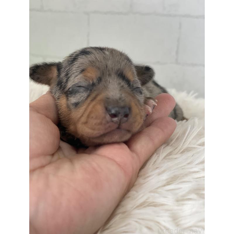 販売中の千葉県のチワックス:チワワ×ミニチュアダックスフンド-449260の2枚目