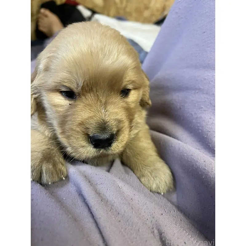 販売中の福岡県のゴールデンレトリーバー-449256の1枚目