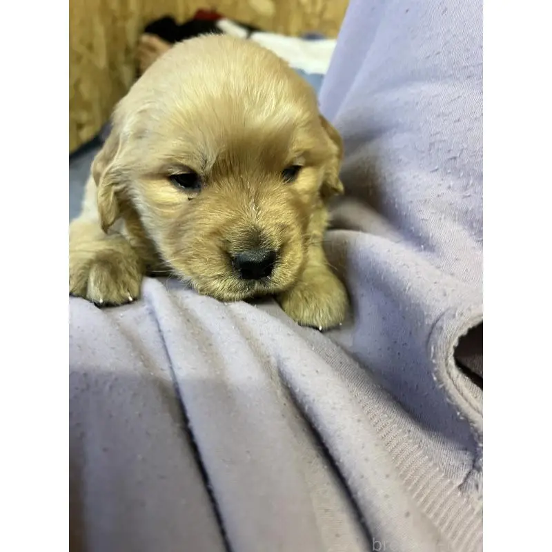 販売中の福岡県のゴールデンレトリーバー-449256の3枚目