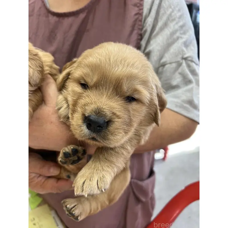 販売中の福岡県のゴールデンレトリーバー-449256の2枚目