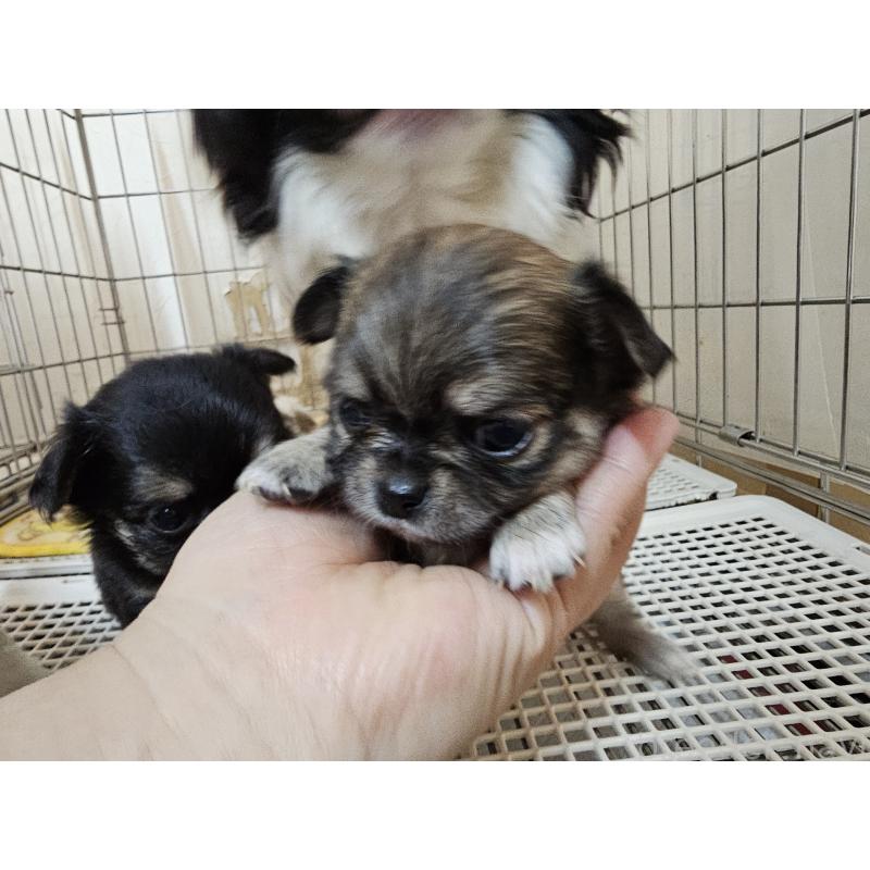 販売中の愛知県のチワワ(ロングコート)-449259の5枚目