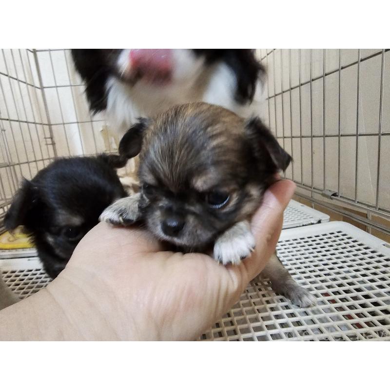 販売中の愛知県のチワワ(ロングコート)-449259の4枚目