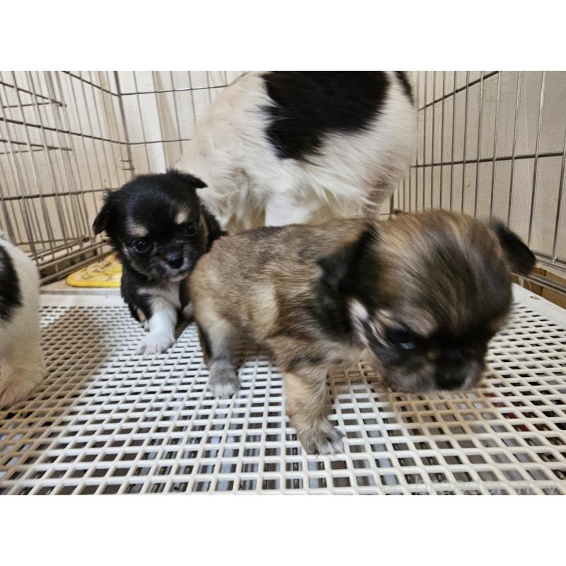 販売中の愛知県のチワワ(ロングコート)-449259の3枚目