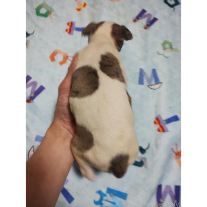 販売中の広島県のウィペット-449257の4枚目