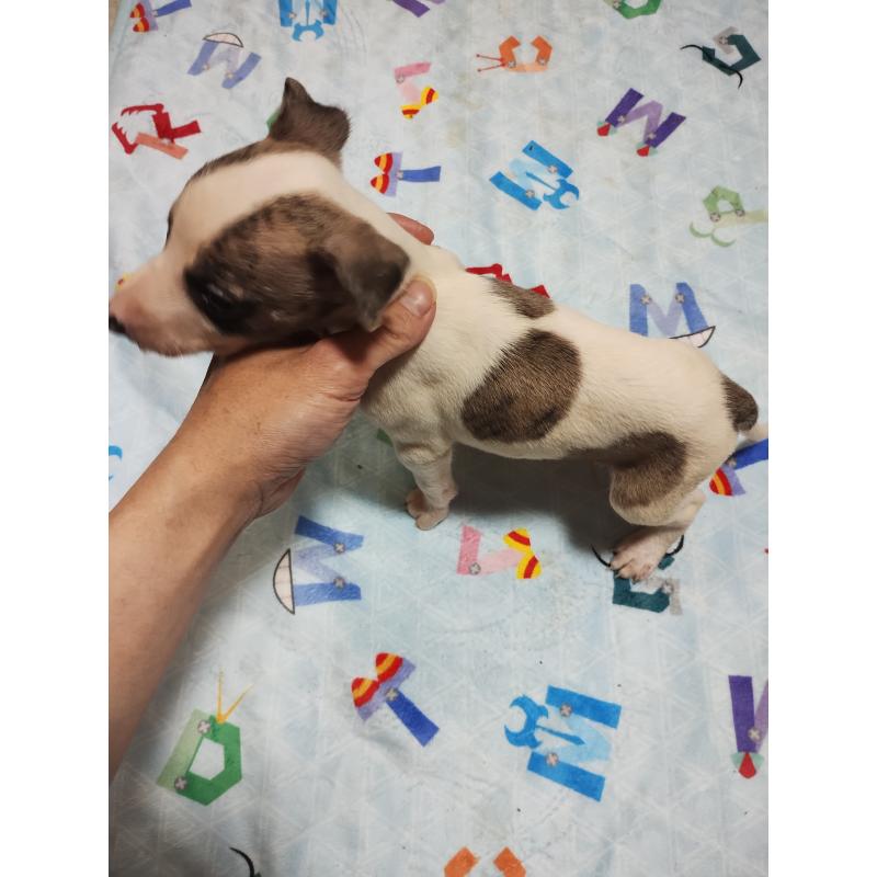 販売中の広島県のウィペット-449257の3枚目