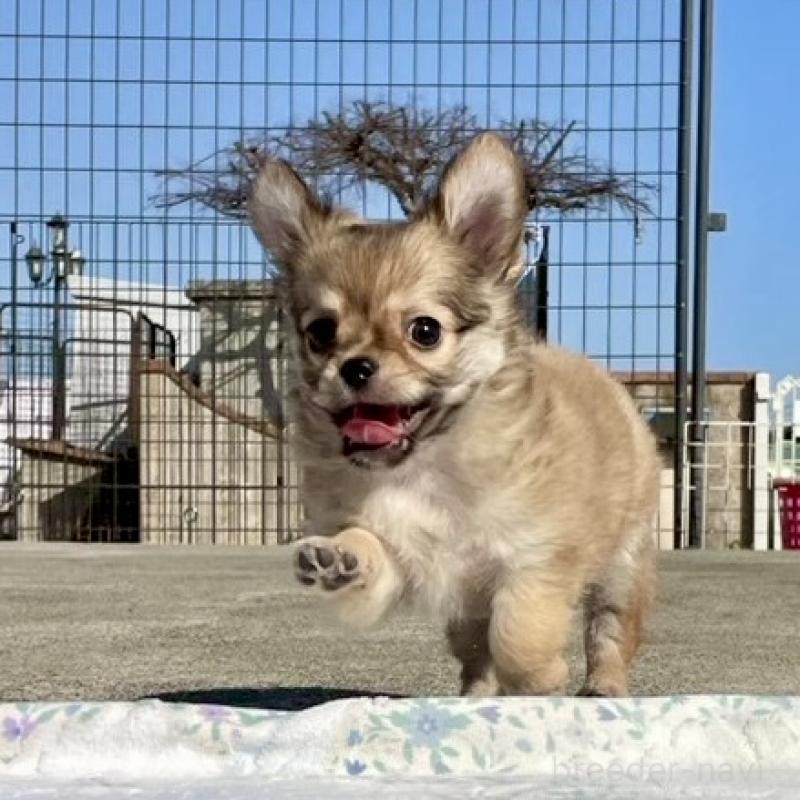 販売中の徳島県のチワワ(ロングコート)-444963
