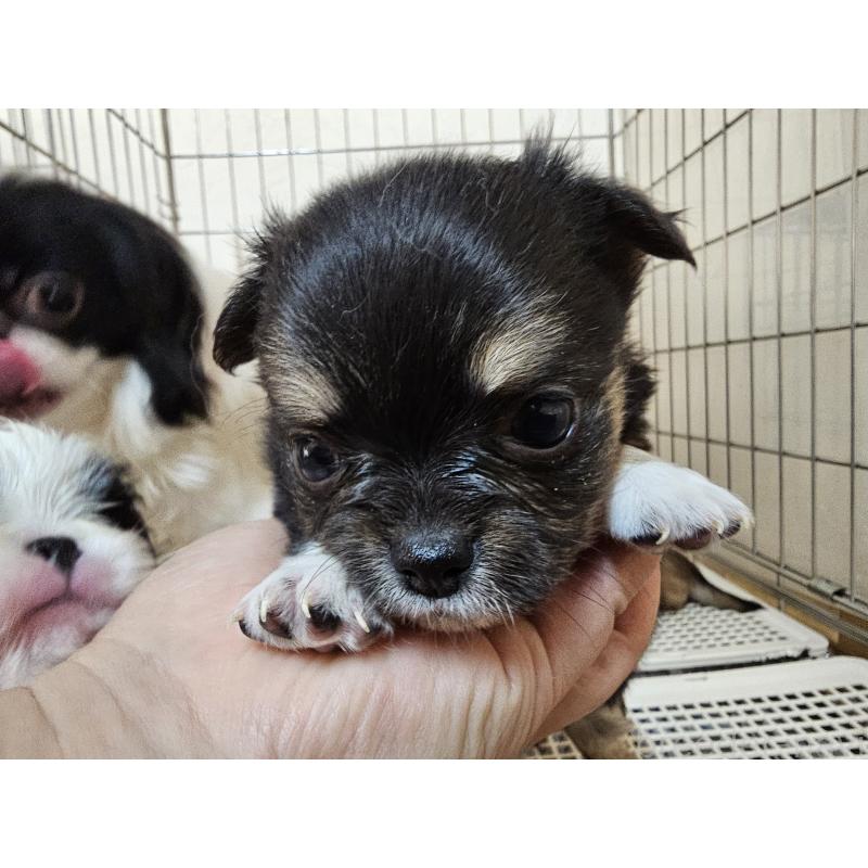 販売中の愛知県のチワワ(ロングコート)-449263の6枚目