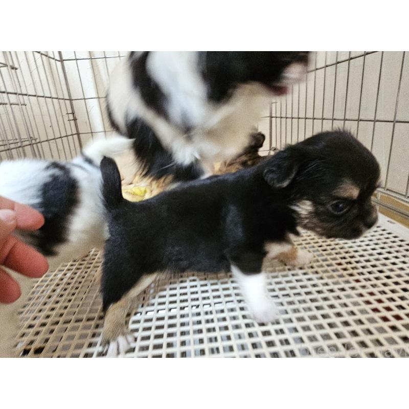 販売中の愛知県のチワワ(ロングコート)-449263の5枚目