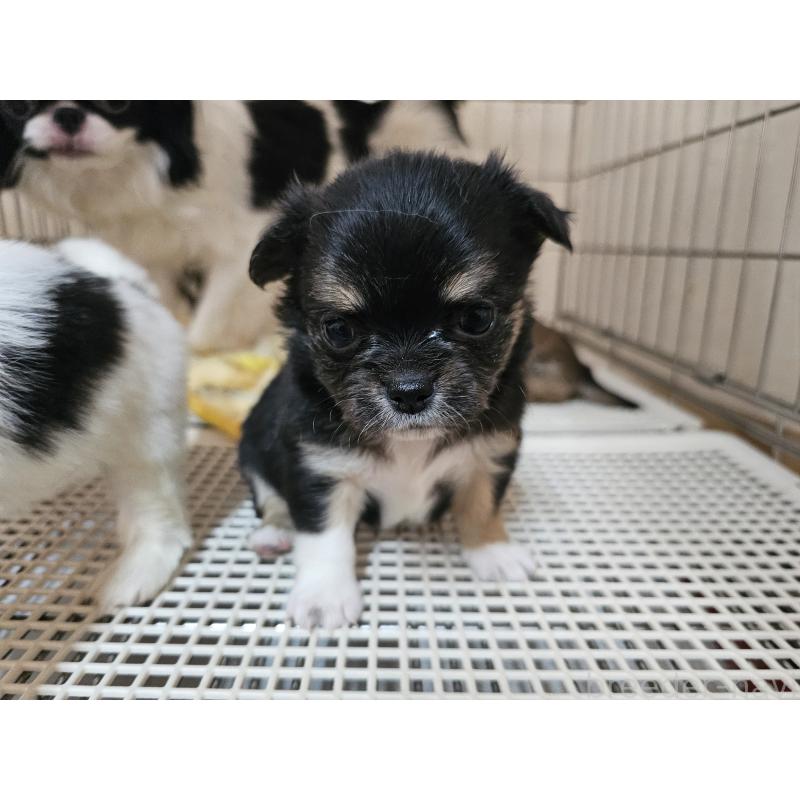 販売中の愛知県のチワワ(ロングコート)-449263の3枚目