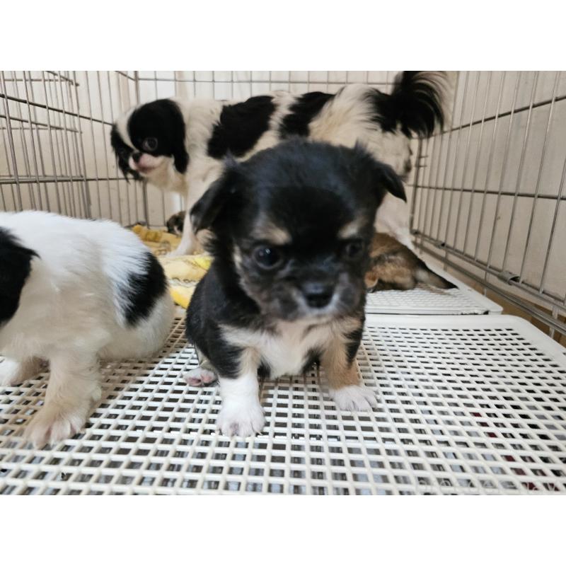 販売中の愛知県のチワワ(ロングコート)-449263の2枚目