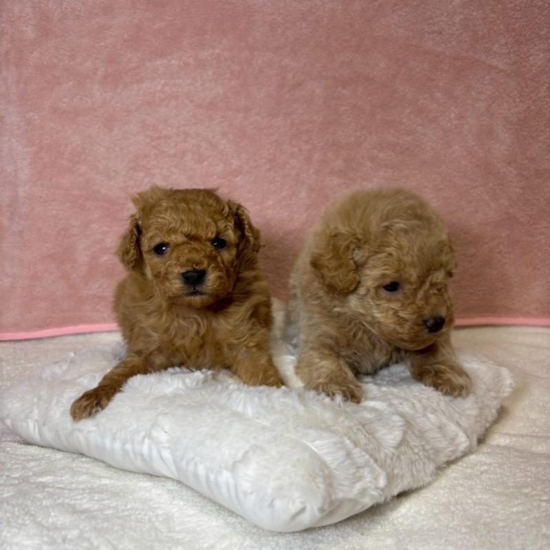 販売中の大阪府のトイプードル-449270の9枚目