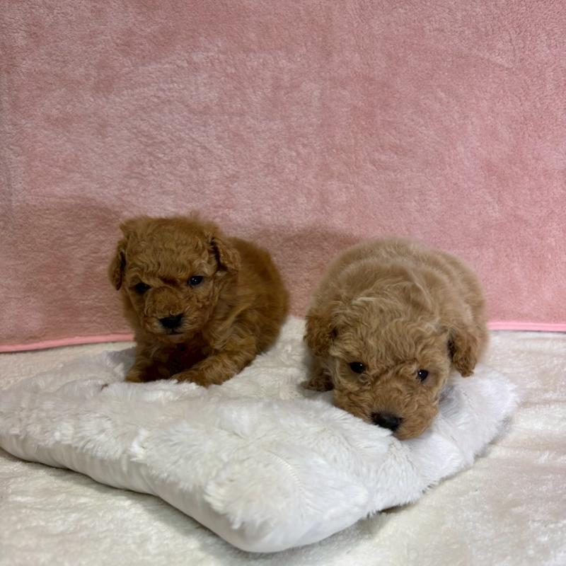 販売中の大阪府のトイプードル-449270の8枚目