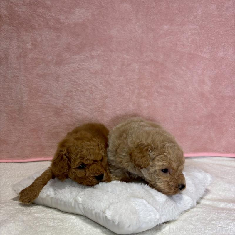 販売中の大阪府のトイプードル-449270の6枚目