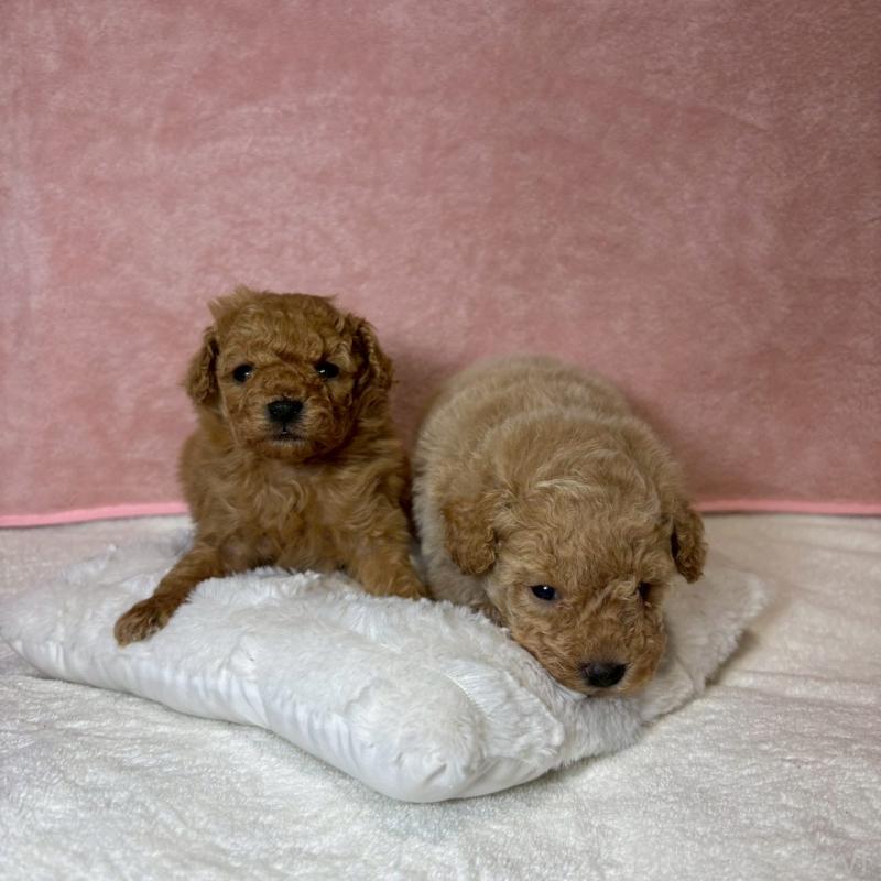 販売中の大阪府のトイプードル-449270の5枚目