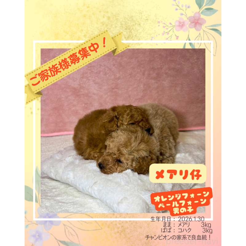 販売中の大阪府のトイプードル-449270