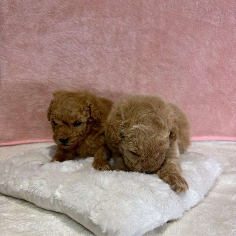 販売中の大阪府のトイプードル-449270の2枚目