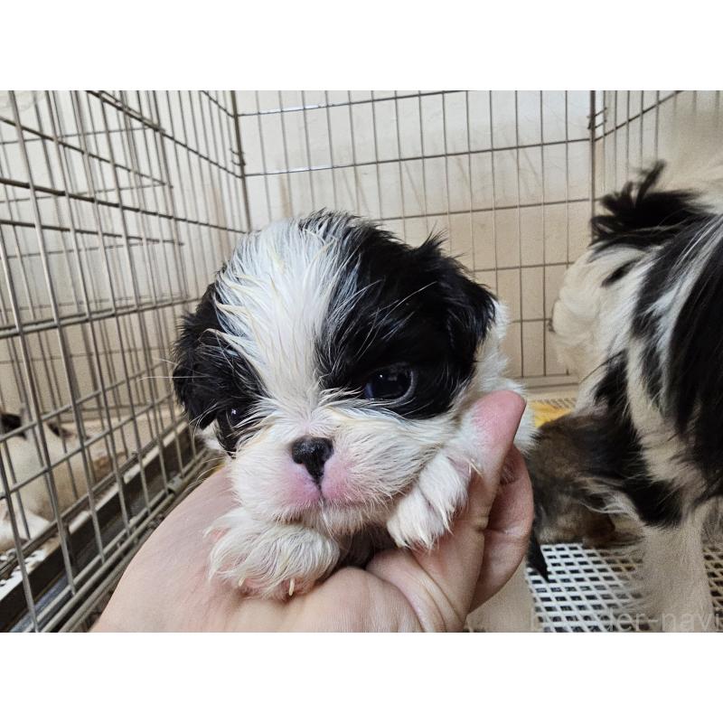 販売中の愛知県の狆 (チン)-449268の5枚目