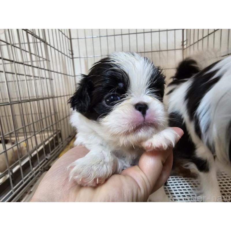 販売中の愛知県の狆 (チン)-449268の4枚目