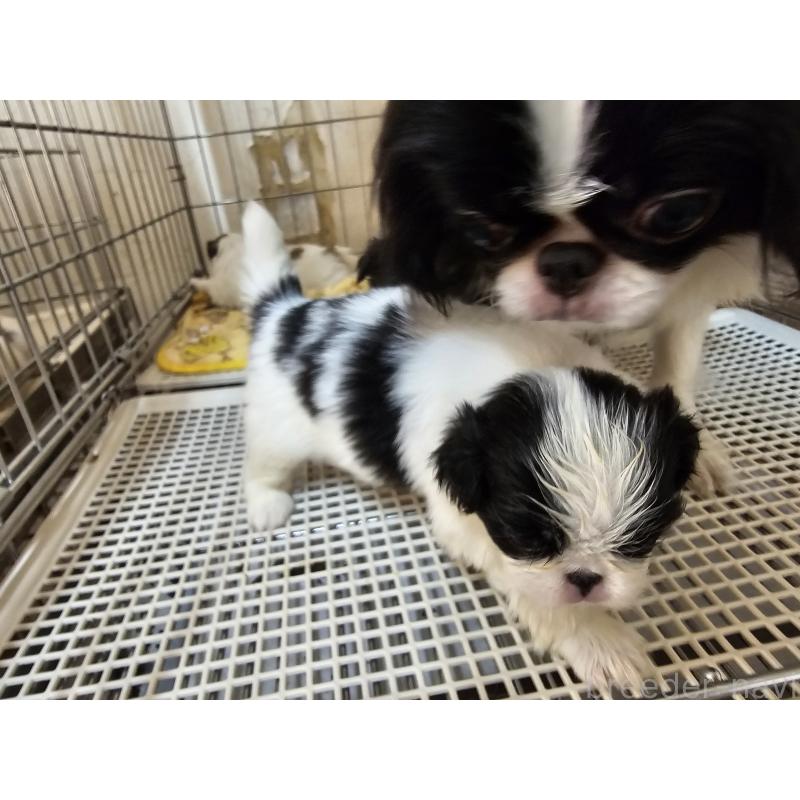 販売中の愛知県の狆 (チン)-449268の3枚目